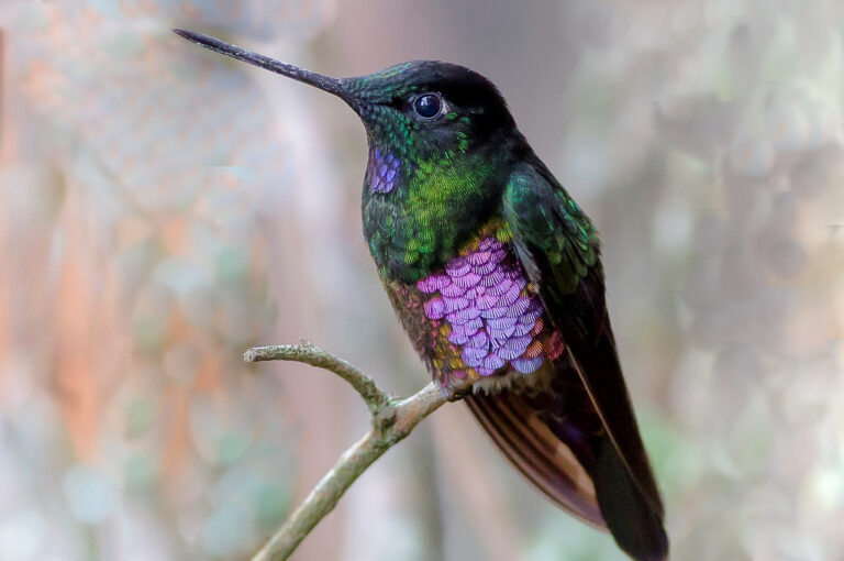 Blue-throated Starfrontlet (Coeligena helianthea)