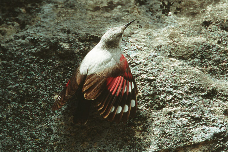 Wallcreeper (Tichodroma muraria)