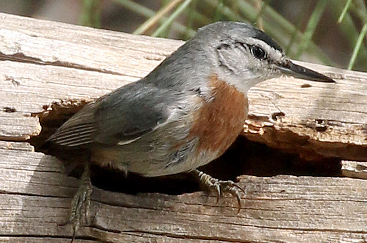 Krüpers nuthatch (Sitta krueperi)