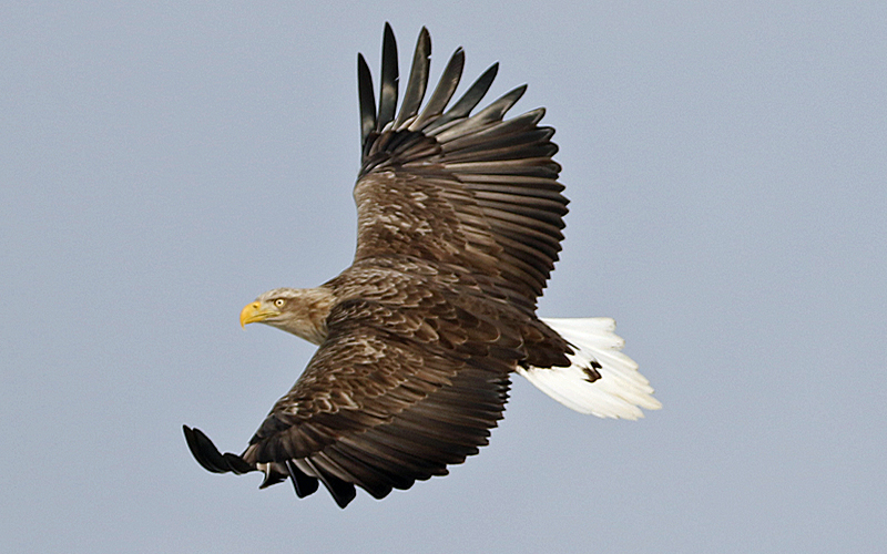 White-tailed Eagle (Haliaeetus albicilla)