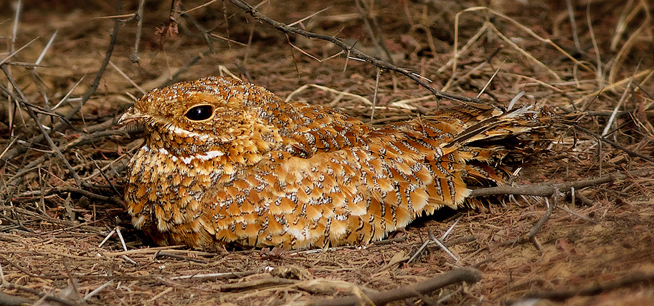 Golden Nightjar (Caprimulgus eximius) by Julian Hough