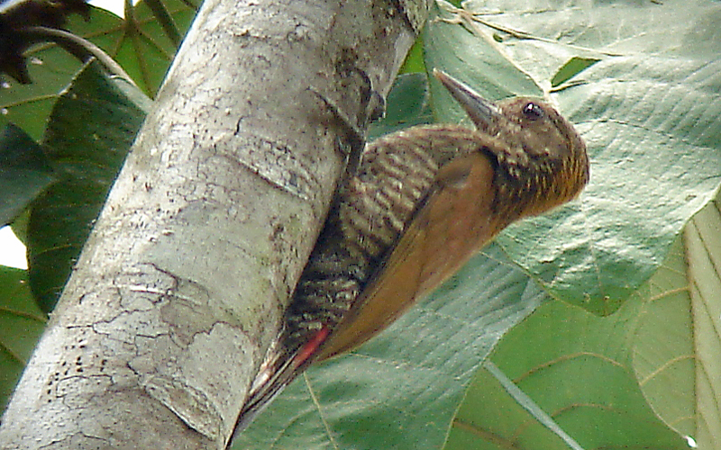 Red-rumped Woodpecker (Veniliornis kirkii)