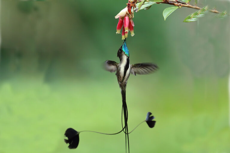 Marvelous Spatuletail (Loddigesia mirabilis)