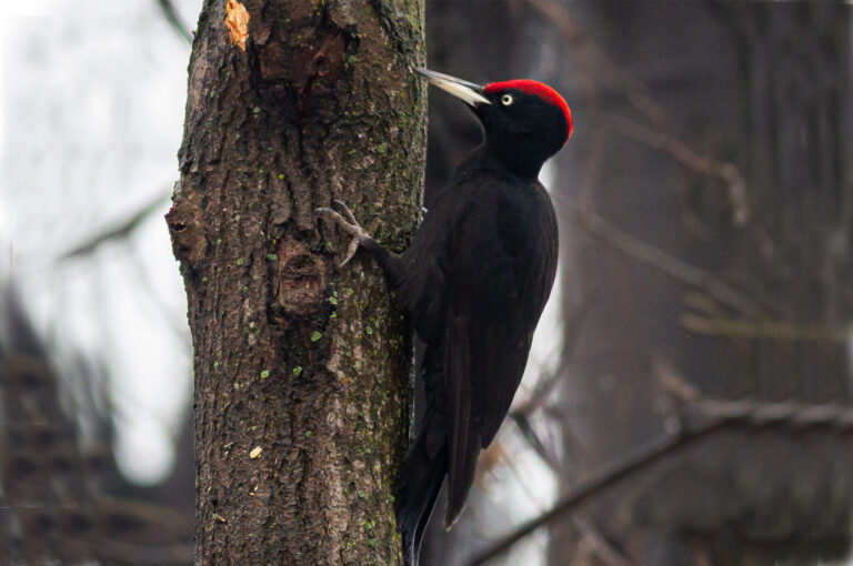 Black Woodpecker (Dryocopus martius)