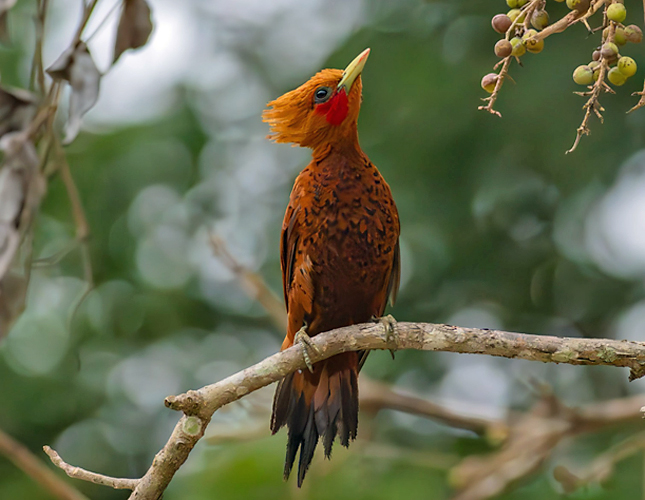 Chestnut-colored Woodpecker (Celeus castaneus)
