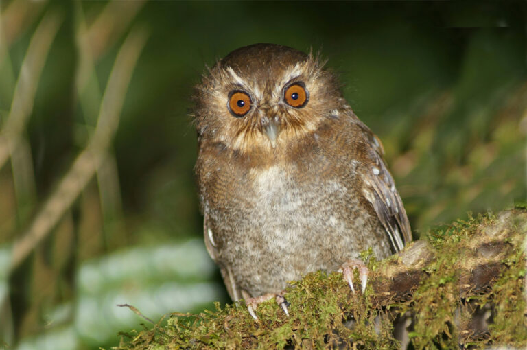 Long-whiskered Owlet (Xenoglaux loweryi)