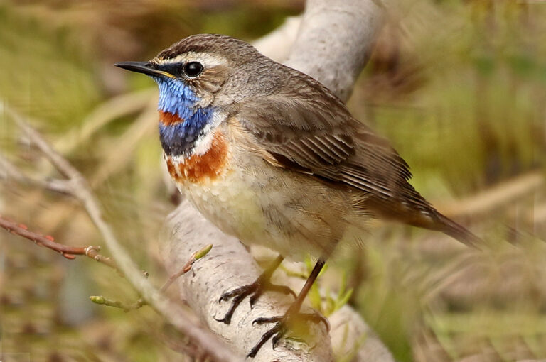 Bluethroat (Luscinia svecica)