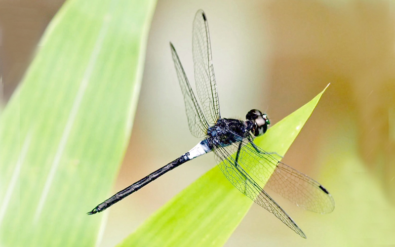 Amphithemis vacillans by Tosoporn Thitiarchagul