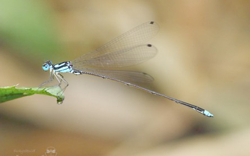 Coeliccia sirindhornai by Tosoporn Thitiarchagul