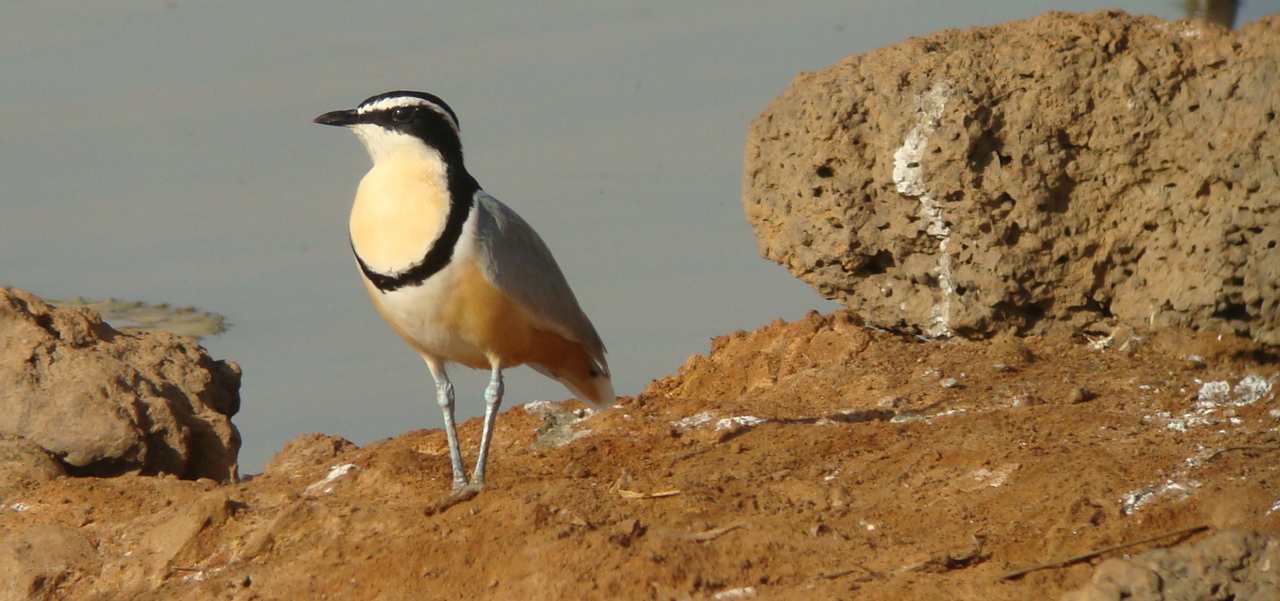 Egyptian Plobver (Pluvianus aegyptius)