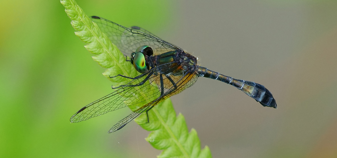 Nannophyopsis clara by Paul Hopkins