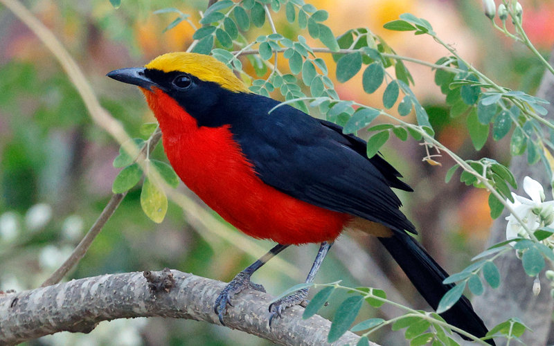 Yellow-crowned Gonolek (Laniarius barbarous)